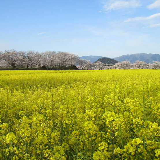 藤原宮跡の寫真