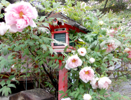 大輪の牡丹