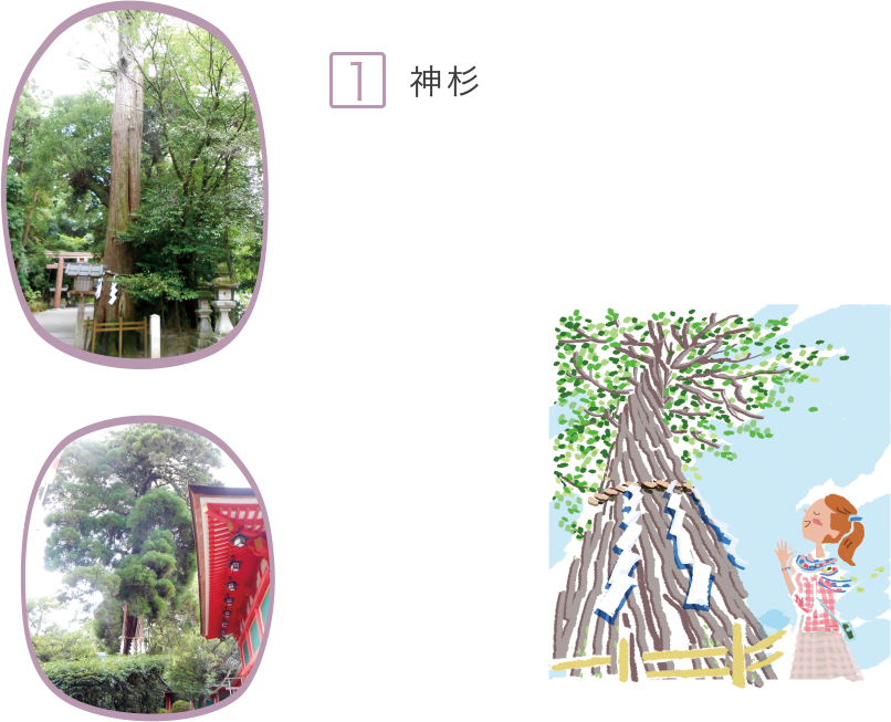 1.神杉