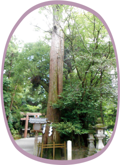 西側神杉