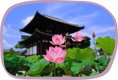 蓮の花