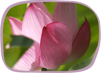 蓮の花尾