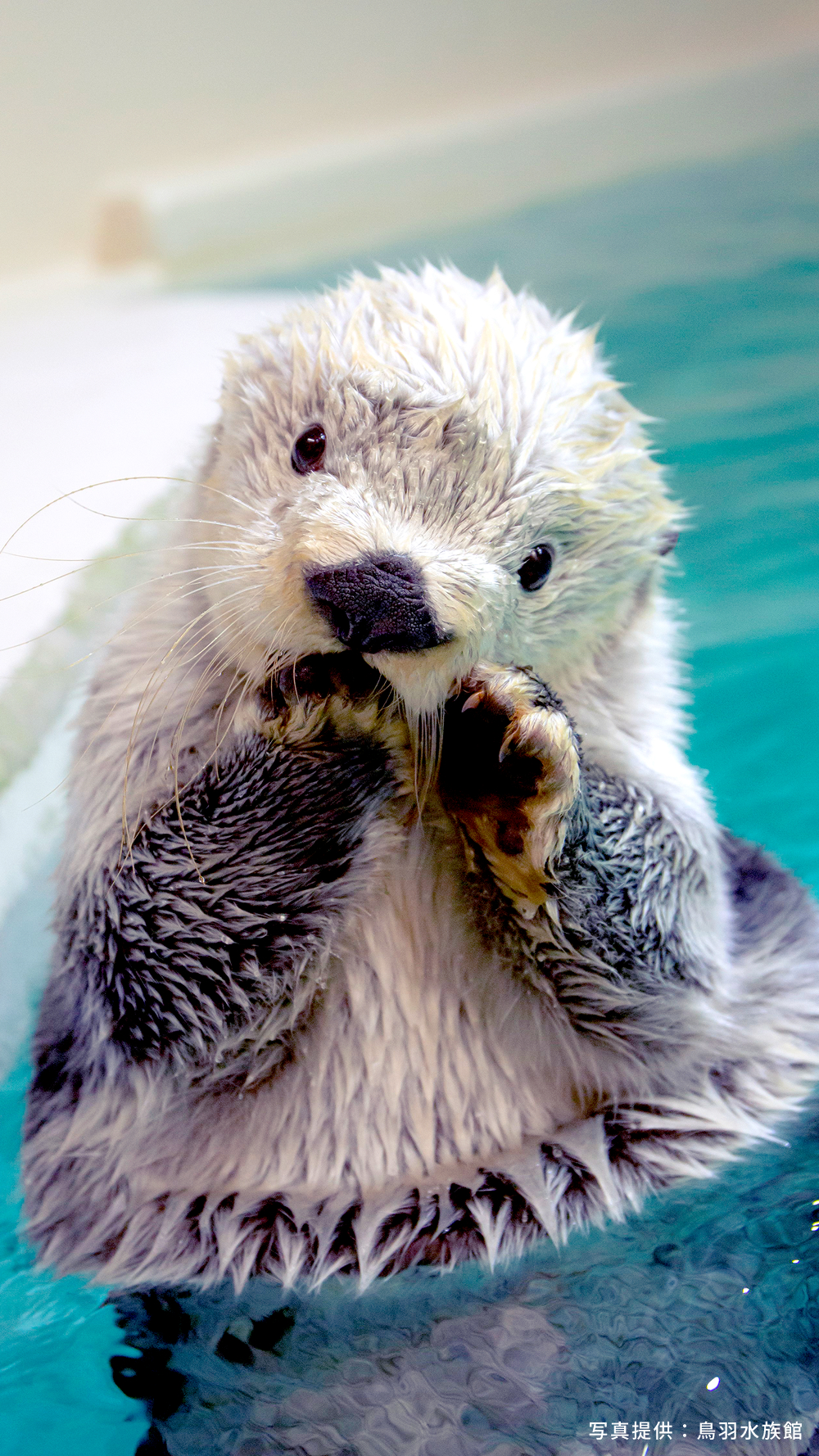 寫真提供：鳥羽水族館